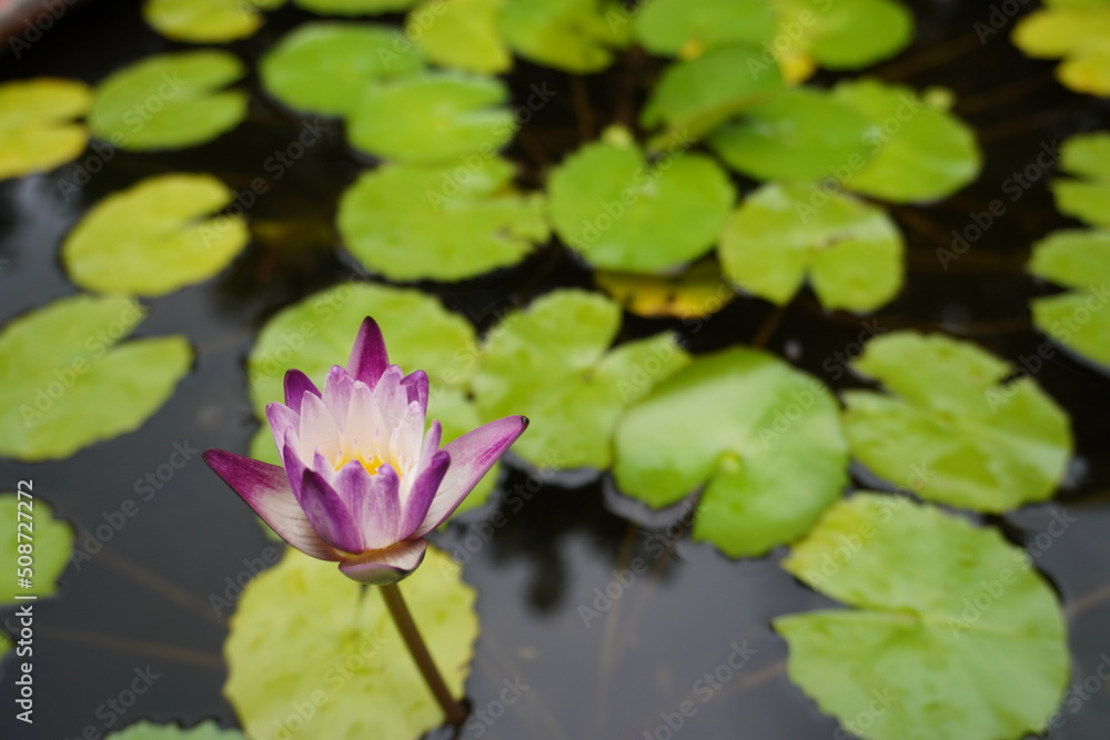 Close-up of white and purple lotus in the pond Close-up of white and purple lotus in the pond