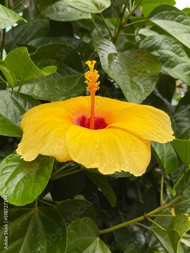 The yellow hibiscus is blooming in the garden.