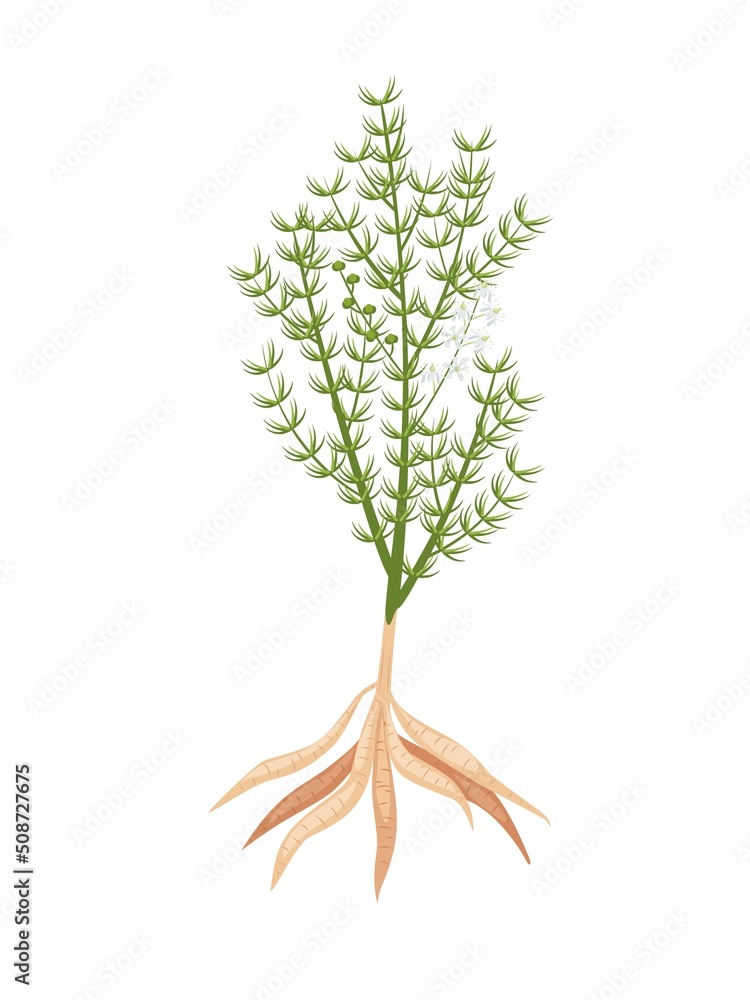 Vector illustration, Shatavari or Asparagus racemosus, isolated on white background, Herbal plant with medicinal properties. Vector illustration, Shatavari or Asparagus racemosus, isolated on white background, Herbal plant with medicinal properties.