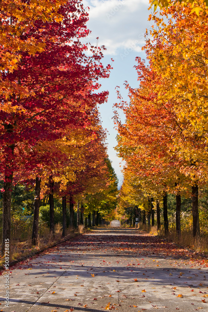 Fototapeta premium 並木道