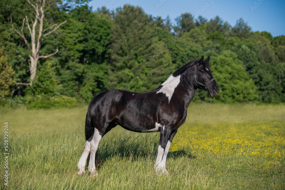 Beautiful, powerful black and white horse in field with flowers Beautiful, powerful black and white horse in field with flowers