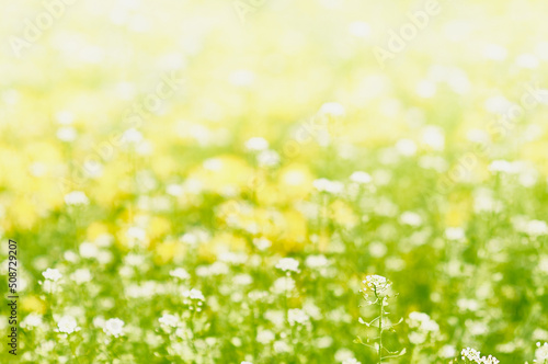 Fototapeta Naklejka Na Ścianę i Meble -  Blurred background of spring flowers and new grass in the meadow for your text. This is an abstraction of a nice light green yellow natural color.