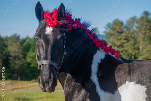 Beautiful, powerful black and white horse in field with flowers 