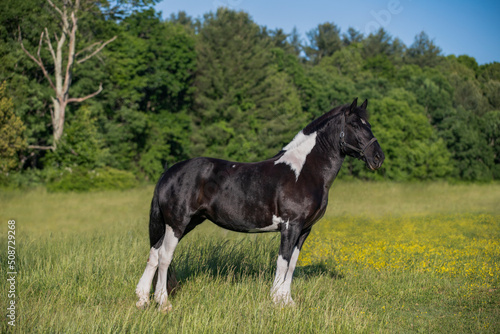 Beautiful, powerful black and white horse in field with flowers 