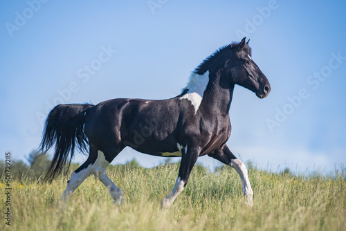 Beautiful, powerful black and white horse in field with flowers 