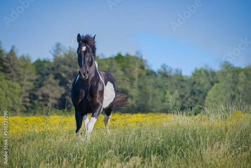 Beautiful, powerful black and white horse in field with flowers 