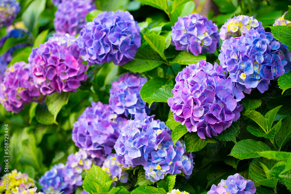 紫陽花 紫陽花