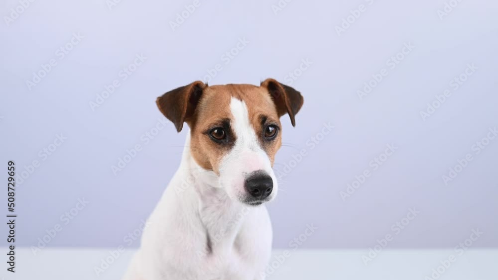 Close-up portrait of cute jack russell terrier dog on white background. Close-up portrait of cute jack russell terrier dog on white background.