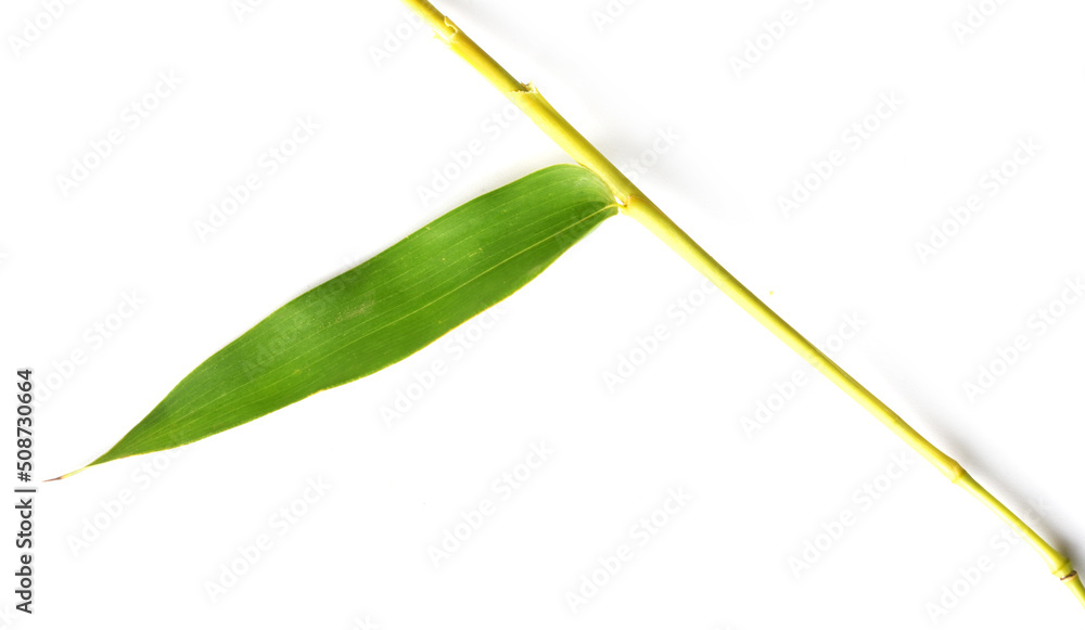 Obraz premium leaf on white background