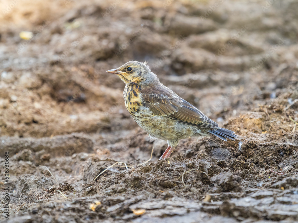 A fieldfare chick, Turdus pilaris, has left the nest and sitting on the spring lawn. A fieldfare chick sits on the ground and waits for food from its parents. A fieldfare chick, Turdus pilaris, has left the nest and sitting on the spring lawn. A fieldfare chick sits on the ground and waits for food from its parents.