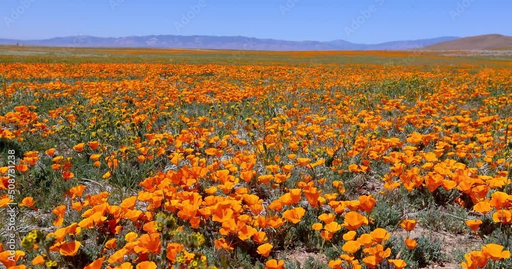 Aerial view of fields with poppy flower bloom near Antelope valley, California, during spring time.