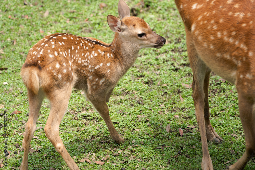 Parent and child deer on public display at Nara's deer park Parent and child deer on public display at Nara's deer park
