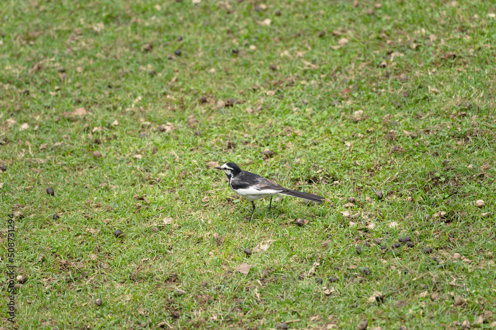 A Japanese wagtail in the deer park in Nara A Japanese wagtail in the deer park in Nara