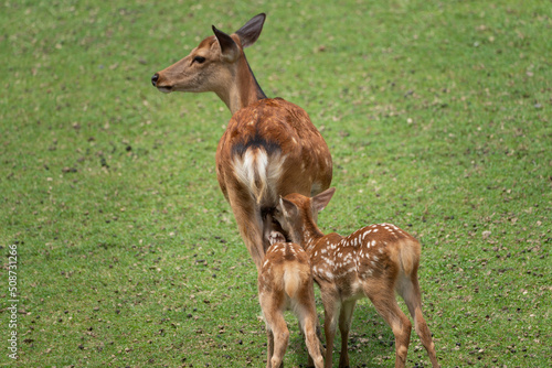 A fawn drinking its mother's milk, shown in Nara's deer park.