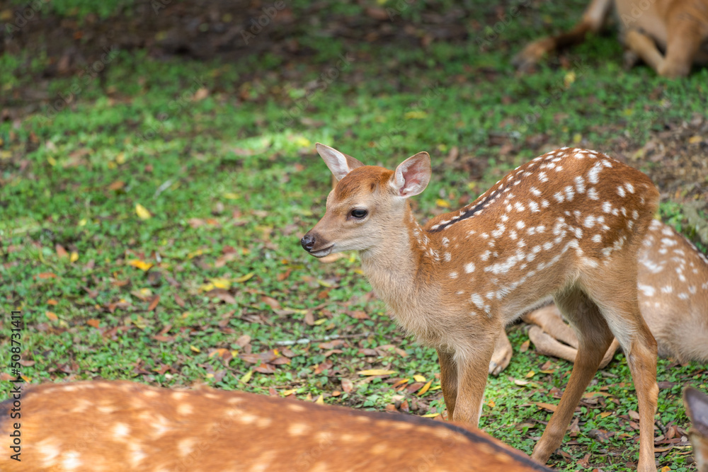 Fawns open to the public in Nara's deer park Fawns open to the public in Nara's deer park