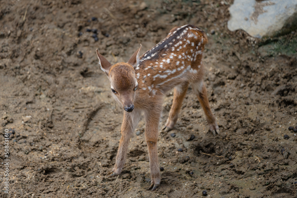 A fawn with one sickly eye on public display at Nara's deer park. A fawn with one sickly eye on public display at Nara's deer park.