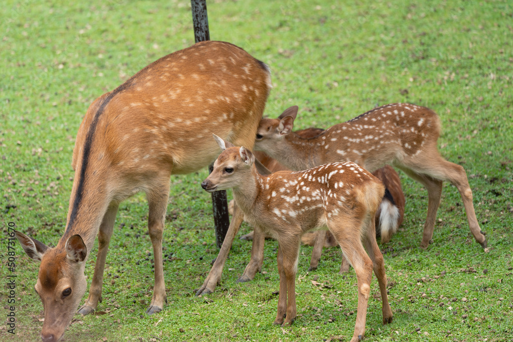 Parent and child deer on public display at Nara's deer park Parent and child deer on public display at Nara's deer park