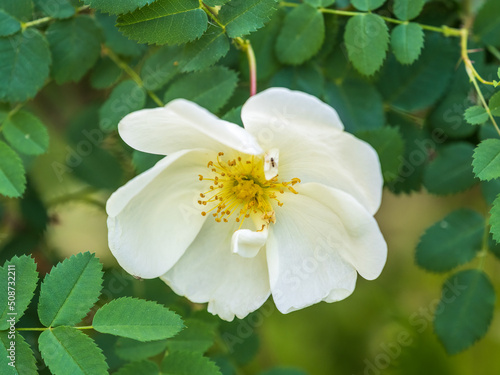 Flowering rosehip bush on a sunny summer day, close-up. Delicately white flowers on a branch of rose hips. © Dmitrii Potashkin