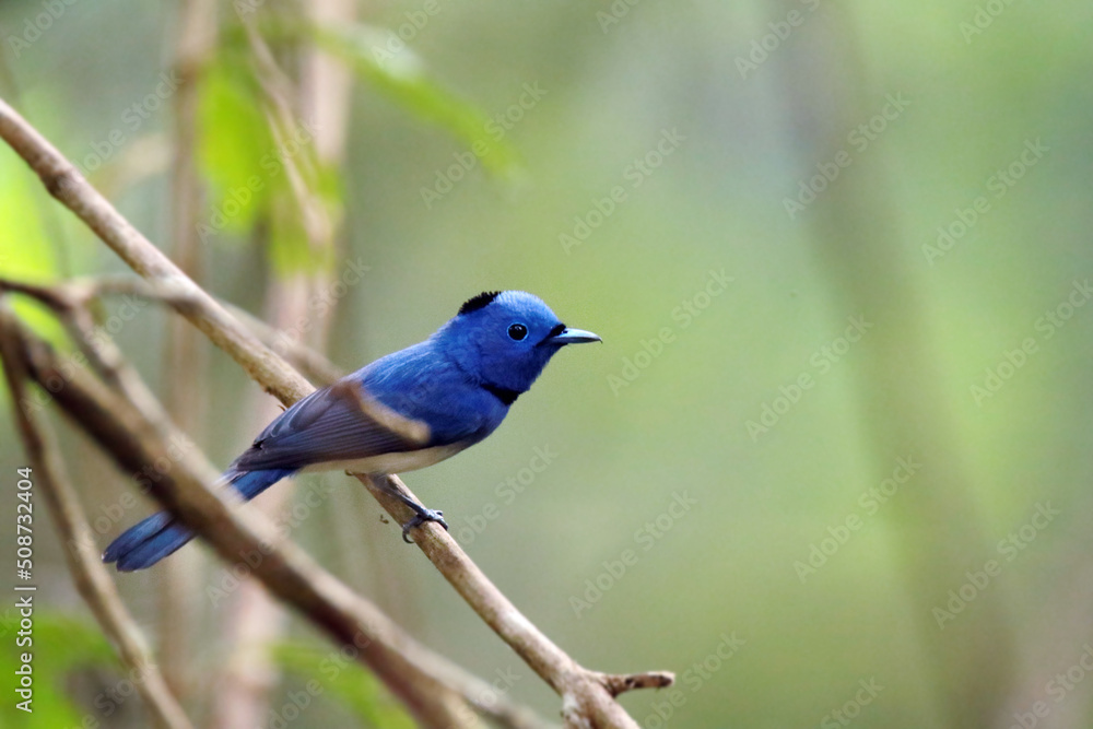 Fototapeta premium The Black-naped Monarch on a branch