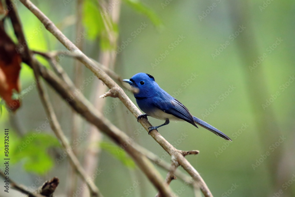 Fototapeta premium The Black-naped Monarch on a branch
