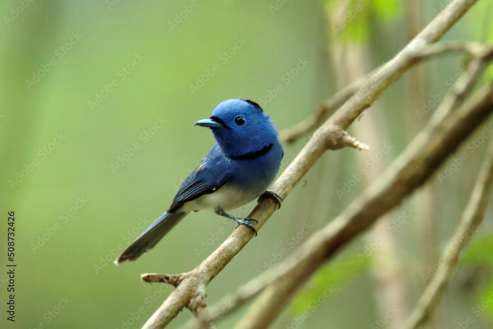 The Black-naped Monarch on a branch