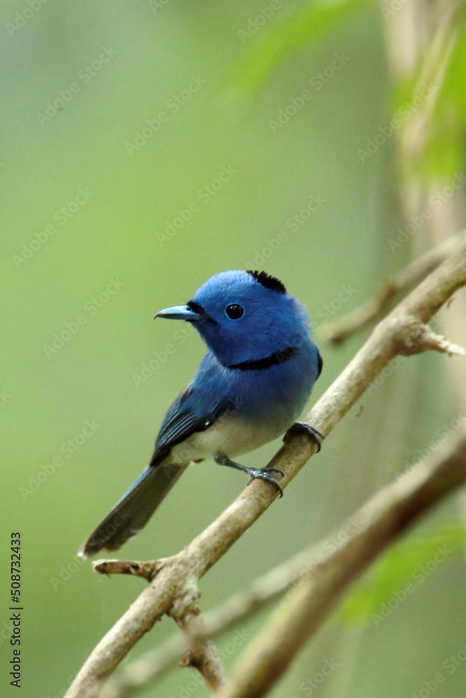 The Black-naped Monarch on a branch The Black-naped Monarch on a branch