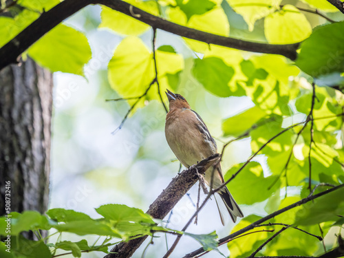 Common chaffinch, Fringilla coelebs, sits on a branch in spring on green background. Common chaffinch in wildlife.