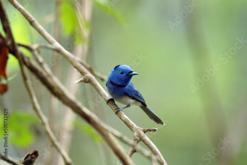 The Black-naped Monarch on a branch © Sarin
