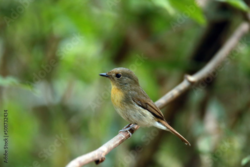 The Taiga Flycatcher on a branch
