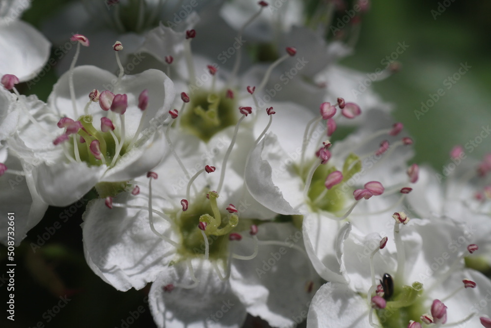 Obraz premium flowers