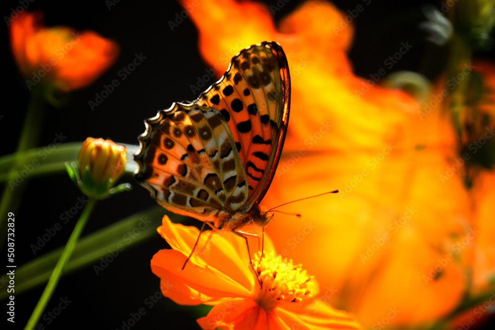 Obraz premium 綺麗な姿のとんぼ＆蝶々＆はち