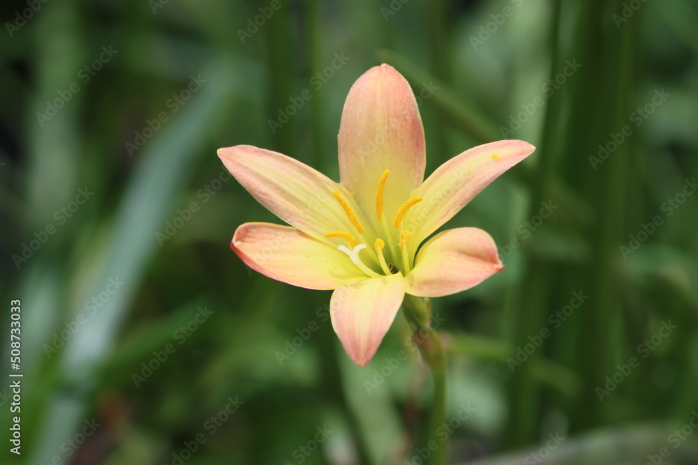 Zephyranthes citrina, is a species of bulbous plant belong to the family Amaryllidaceae, native to Mexico. Zephyranthes citrina, is a species of bulbous plant belong to the family Amaryllidaceae, native to Mexico.