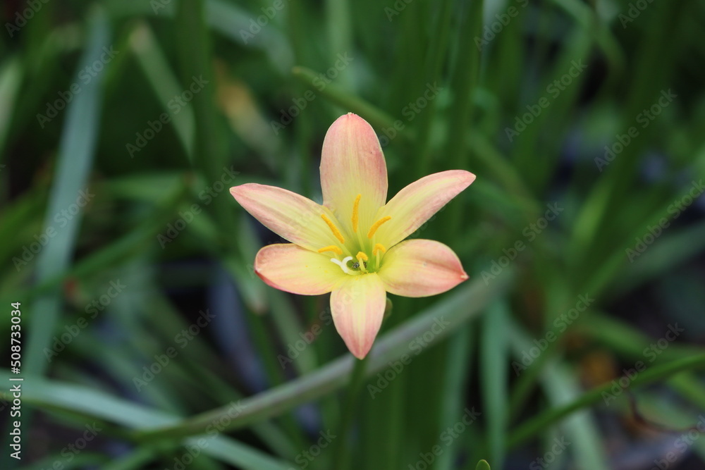 Zephyranthes citrina, is a species of bulbous plant belong to the family Amaryllidaceae, native to Mexico. Zephyranthes citrina, is a species of bulbous plant belong to the family Amaryllidaceae, native to Mexico.