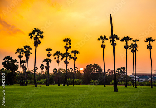 Dongtan Samkhok palm trees and rice fields during sunset in Pathum Thani, Bangkok, Thailand photo