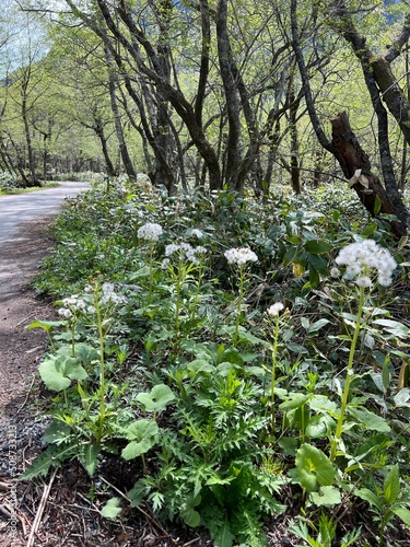 上高地 フキ 山菜 長野県 photo