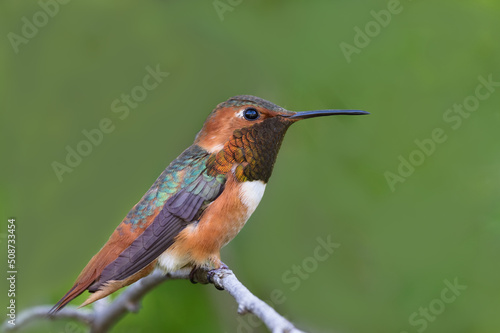 image of a perched male Allen's hummingbird shown in Southern California.