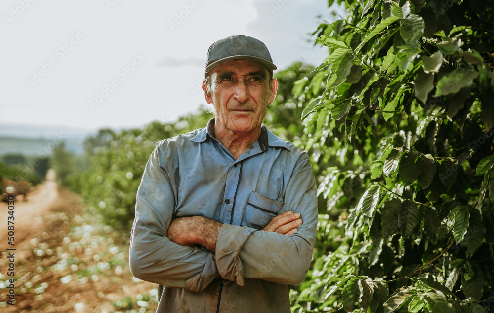 Latin man picking coffee beans on a sunny day. Coffee farmer is harvesting coffee berries. Brazil