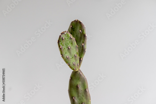 Opuntia cactus with isolated background photo