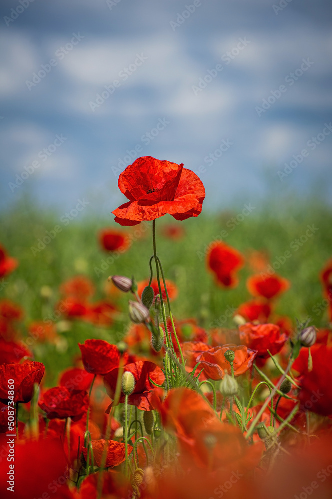 Obraz premium Mohnblume - Mohnblüte 