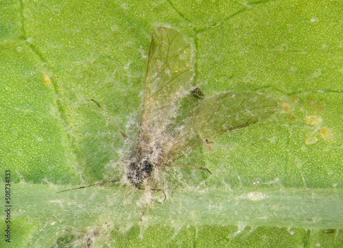 Aphids (plant lice, greenfly, blackfly or whitefly), (Hemiptera: Aphididae) infected and killed by entomopathogenic fungus. Microbial Control of Insects