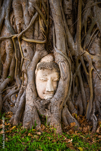 Photography Wat Phra Mahathat temple with head statue trapped in bodhi tree in Phra Nakhon S