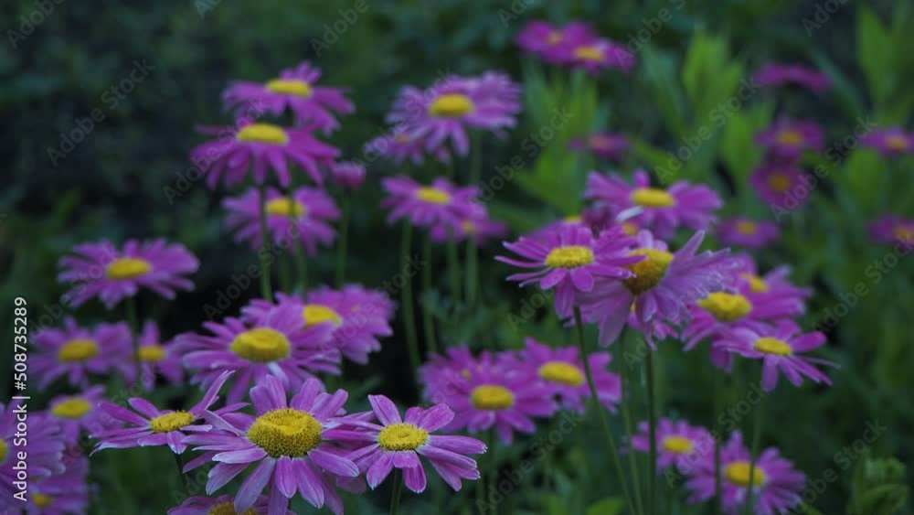 Meadow. Plants. Daisies swing from the wind in the meadow. Siberia.