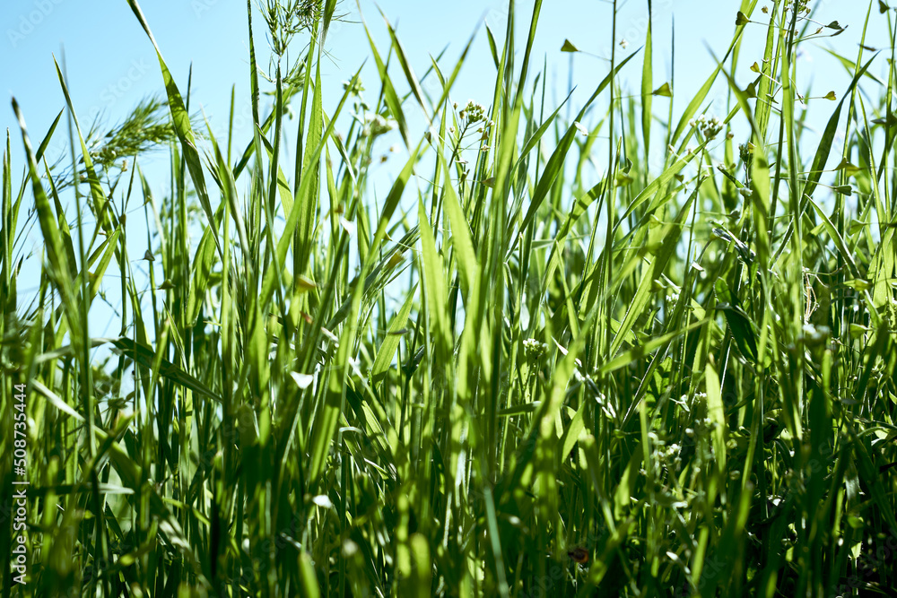 Obraz premium green grass close-up on a meadow against a blue sky background