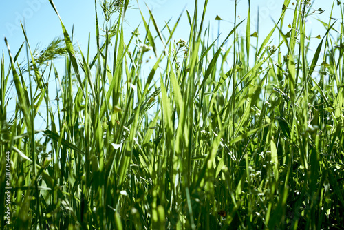 green grass close-up on a meadow against a blue sky background