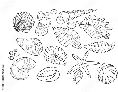 Seashells sea beach summer graphic illustration hand drawn big set isolated elements on white background. Background coloring book for children doodle sketch