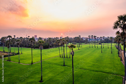 Dongtan Samkhok palm trees and rice fields during sunset in Pathum Thani, Bangkok, Thailand photo