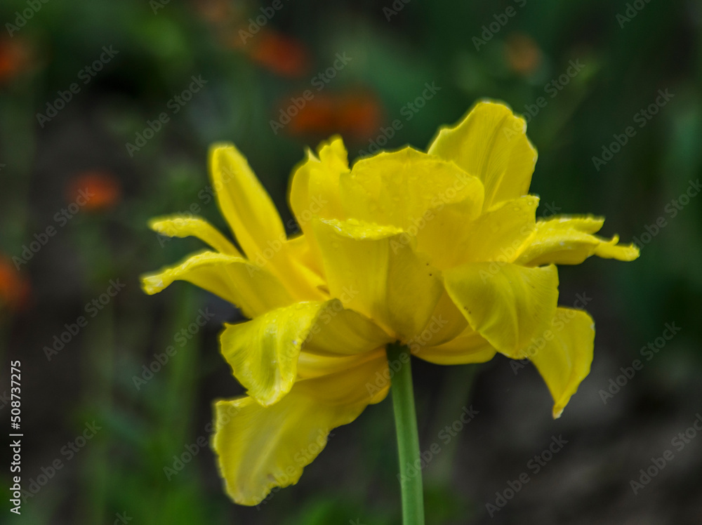 tulipan tulipan