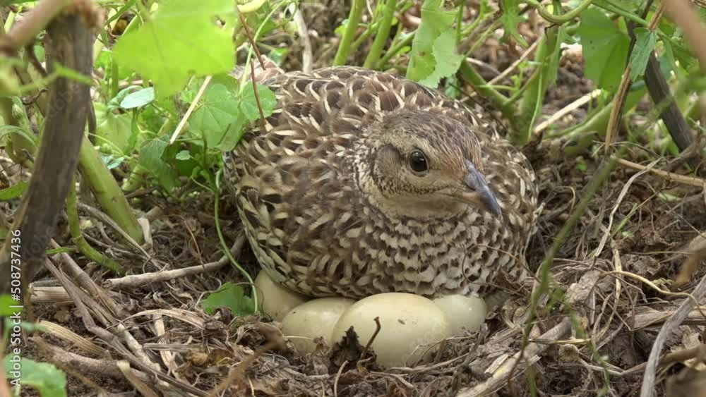 The bird is sitting on the eggs The bird is sitting on the eggs