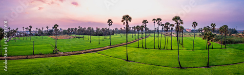 Dongtan Samkhok palm trees and rice fields during sunset in Pathum Thani, Bangkok, Thailand