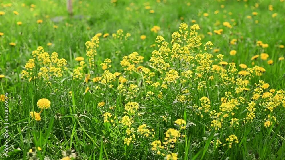 Wild yellow flowers and dandelions on green grass gently swaying in the wind in summer Wild yellow flowers and dandelions on green grass gently swaying in the wind in summer